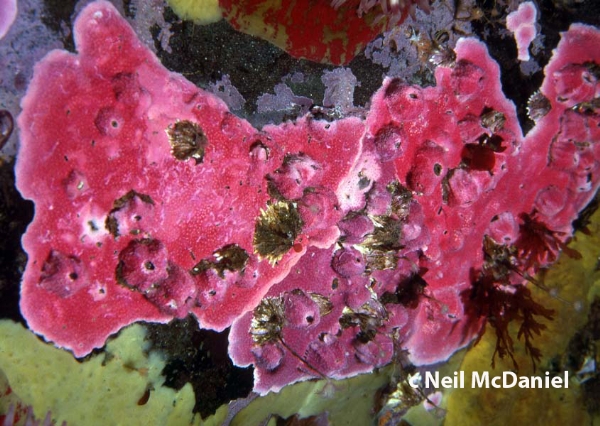 Photo of Stylantheca papillosa by <a href="http://www.seastarsofthepacificnorthwest.info/">Neil McDaniel</a>